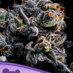 Auto Blueberry Banana von Anesia Seeds