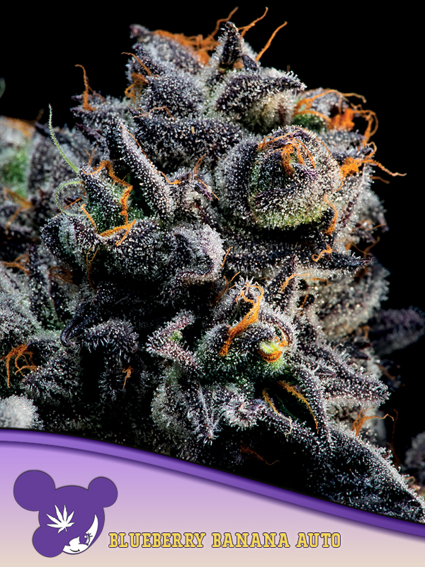 Auto Blueberry Banana von Anesia Seeds