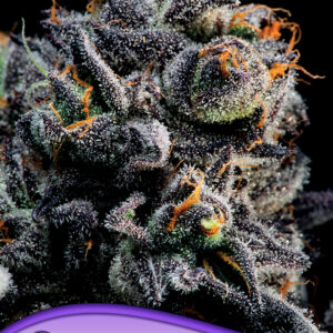 Auto Blueberry Banana von Anesia Seeds