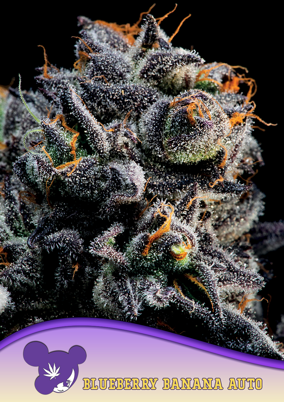 Auto Blueberry Banana von Anesia Seeds