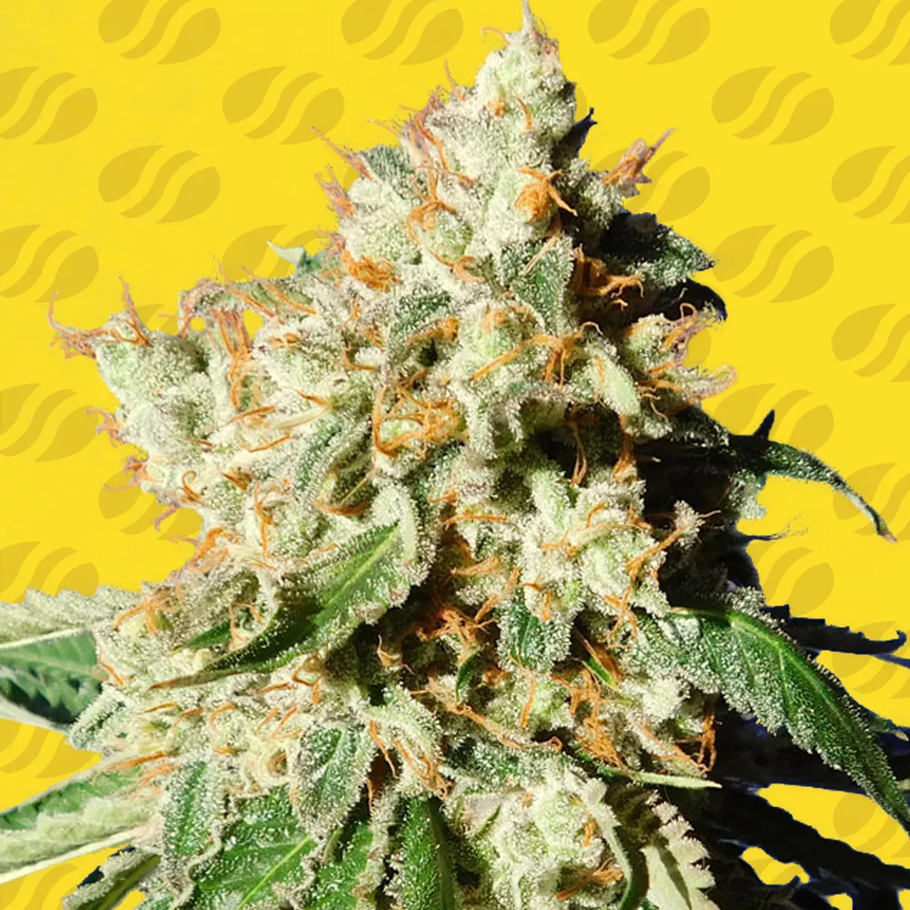 Blueberry Cookies Auto Original Sensible Seeds