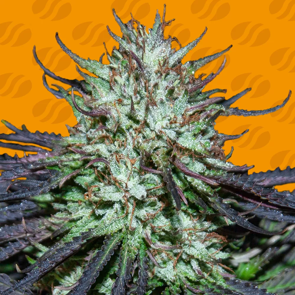 Blueberry Ghost OG Original Sensible Seeds