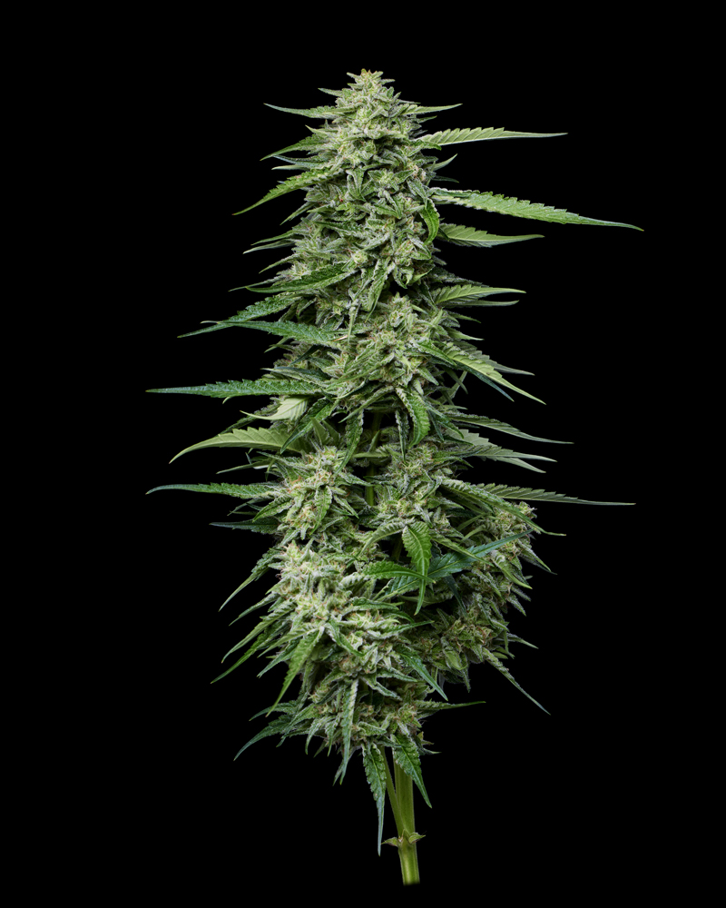 Blueberry Honey 5 St. Humboldt Seed Company