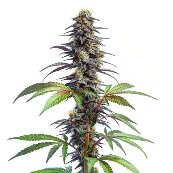 Mamba Negra Auto Blimburn Seeds