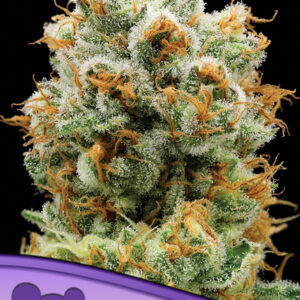 Bola Mintz von Anesia Seeds