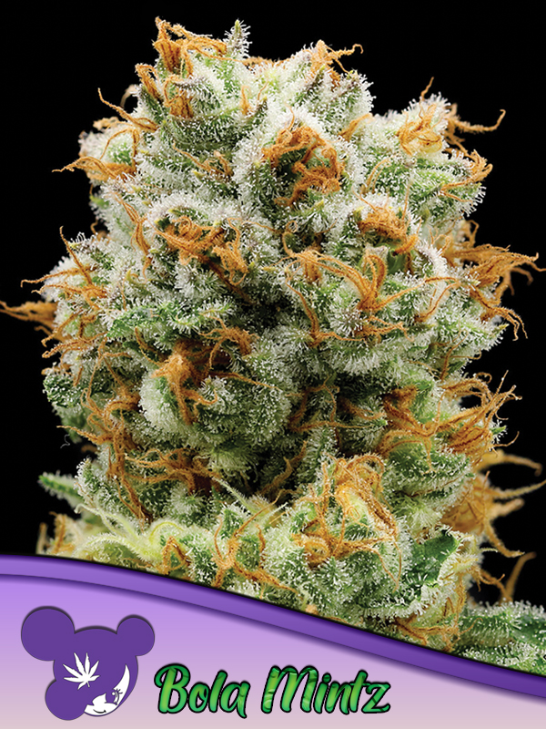 Bola Mintz von Anesia Seeds