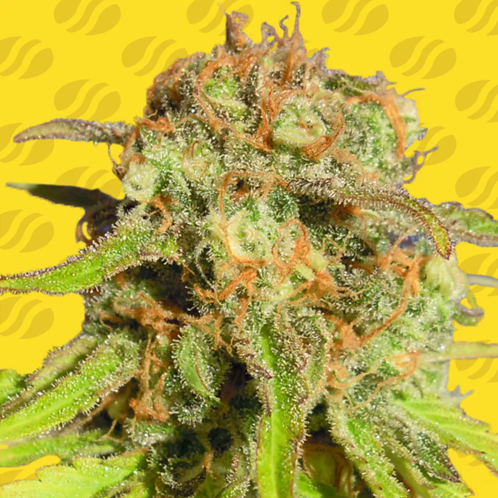 Bruce Banner 3 Auto Original Sensible Seeds