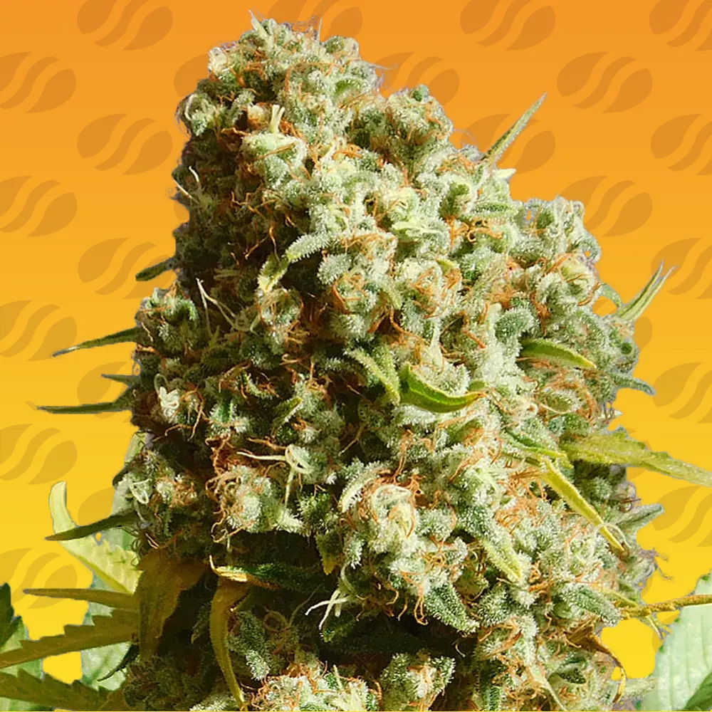 Bruce Banner 3 Fast Original Sensible Seeds