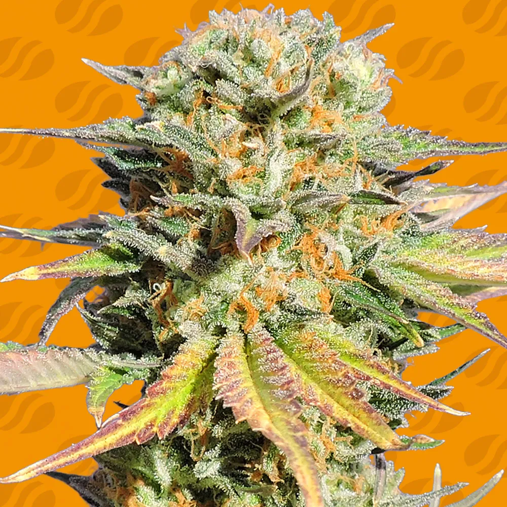 Bruce Banner 3 Original Sensible Seeds