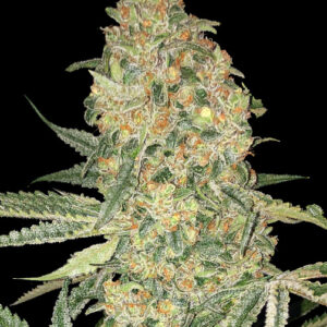 Bruce Banner von Advanced Seeds