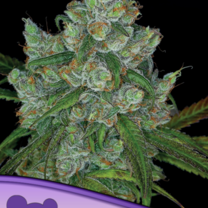 Bruce Banner #3 von Anesia Seeds