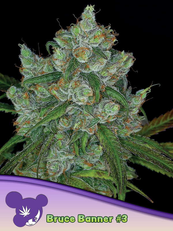 Bruce Banner #3 von Anesia Seeds