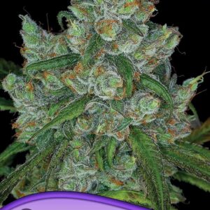 Bruce Banner #3 von Anesia Seeds