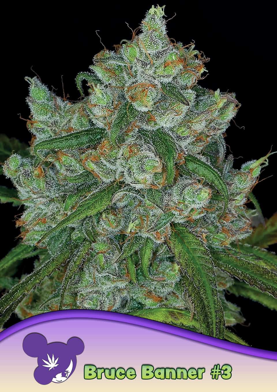 Bruce Banner #3 von Anesia Seeds