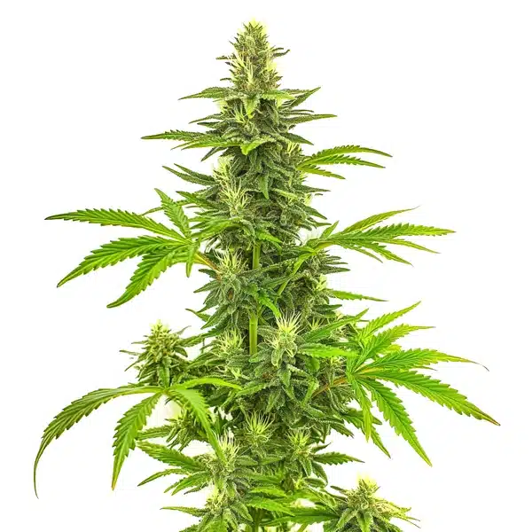 Bruce Banner Fast Version Blimburn Seeds