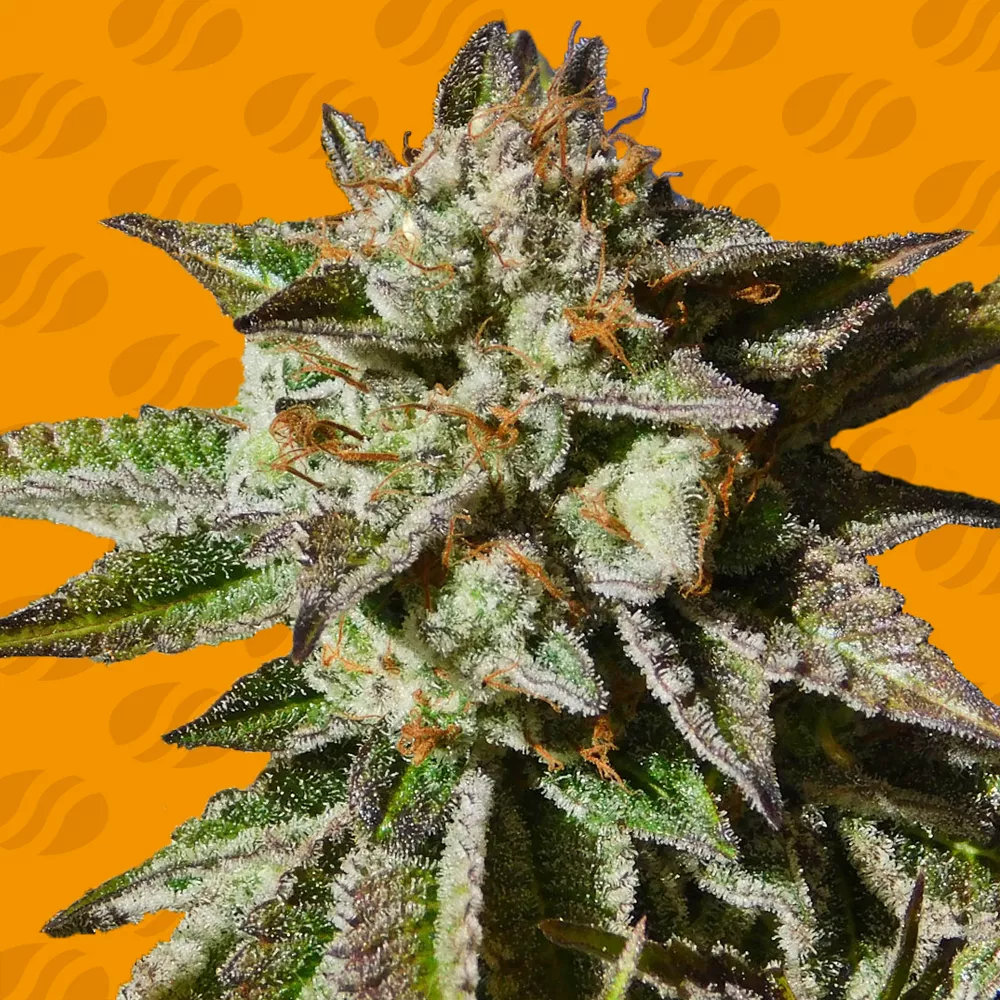 Bruce Cookies Original Sensible Seeds