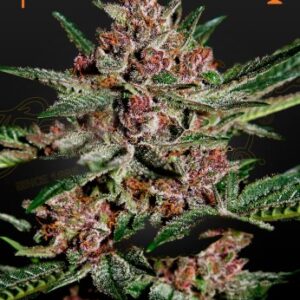 Bubba Kush von Green House Seed Co.