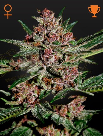 Bubba Kush von Green House Seed Co.