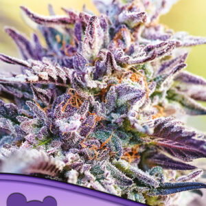 Auto BubbleGum von Anesia Seeds