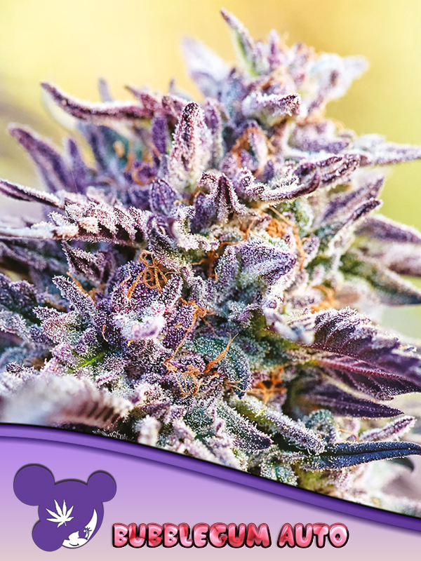 Auto BubbleGum von Anesia Seeds