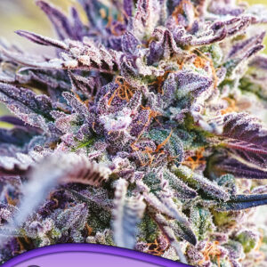 Auto BubbleGum von Anesia Seeds