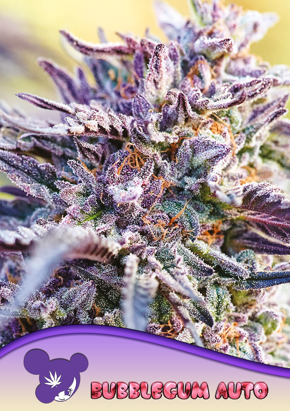 Auto BubbleGum von Anesia Seeds