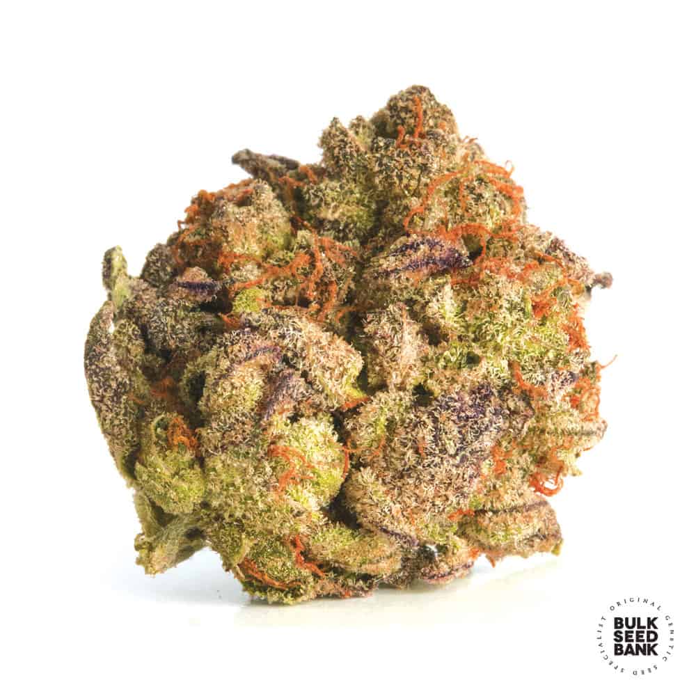 Bubblegum Extra Bulk Seed Bank