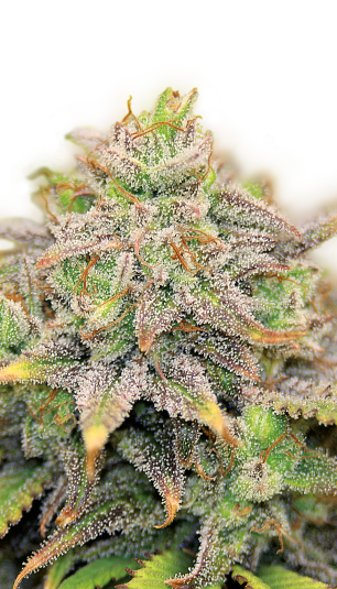 CBD Warlock Serious Seeds