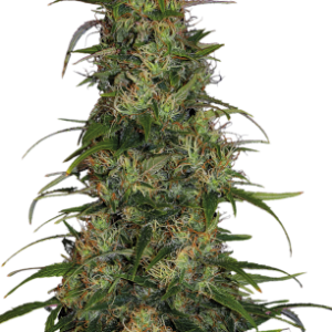 CBD Chronic Serious Seeds