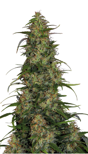 CBD Chronic Serious Seeds