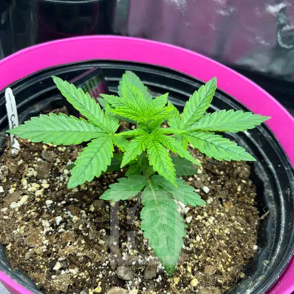 Cafe Racer Blimburn Seeds