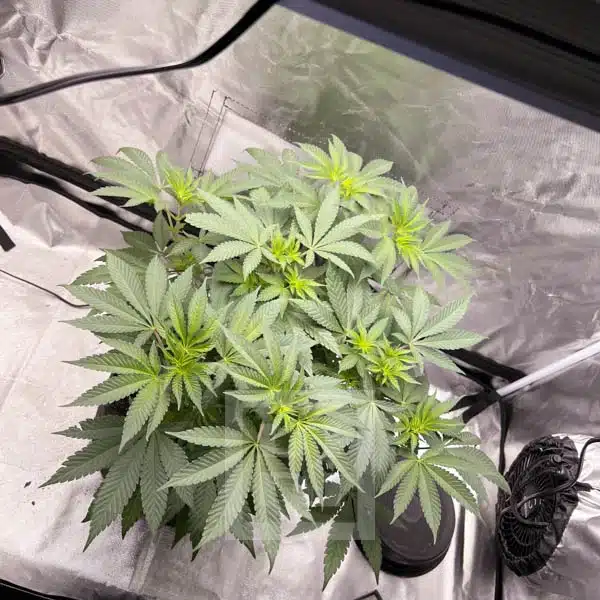 Cafe Racer Blimburn Seeds