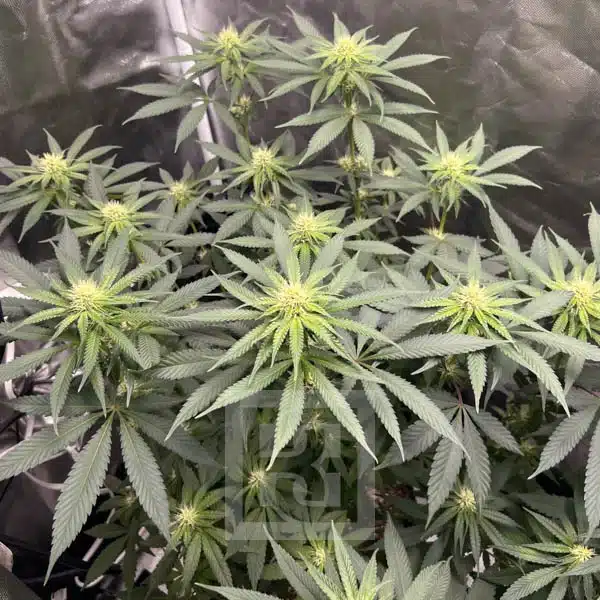 Cafe Racer Blimburn Seeds