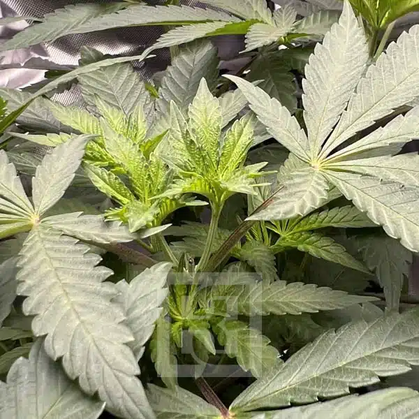 Cafe Racer Blimburn Seeds
