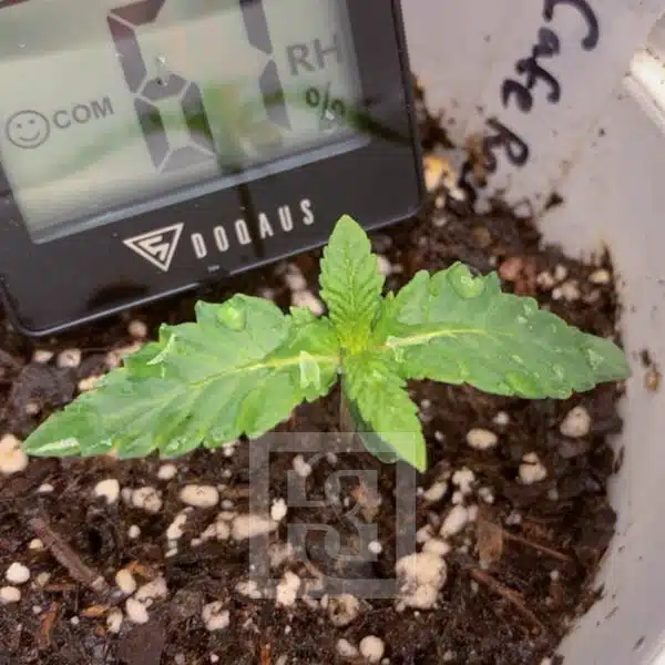 Cafe Racer Blimburn Seeds