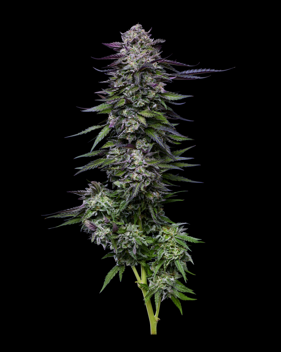 Candy Hustle von Humboldt Seed Company