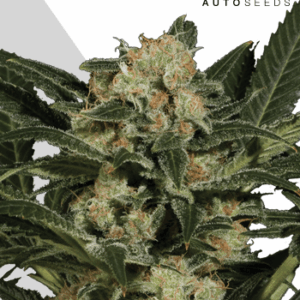 Candy Kush Auto von Auto Seeds
