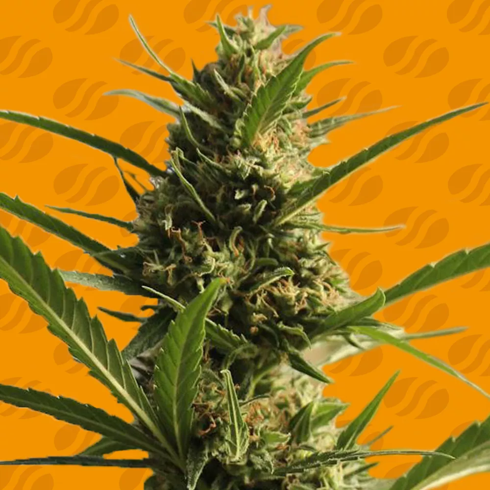 CannaBoom CBD+ Original Sensible Seeds