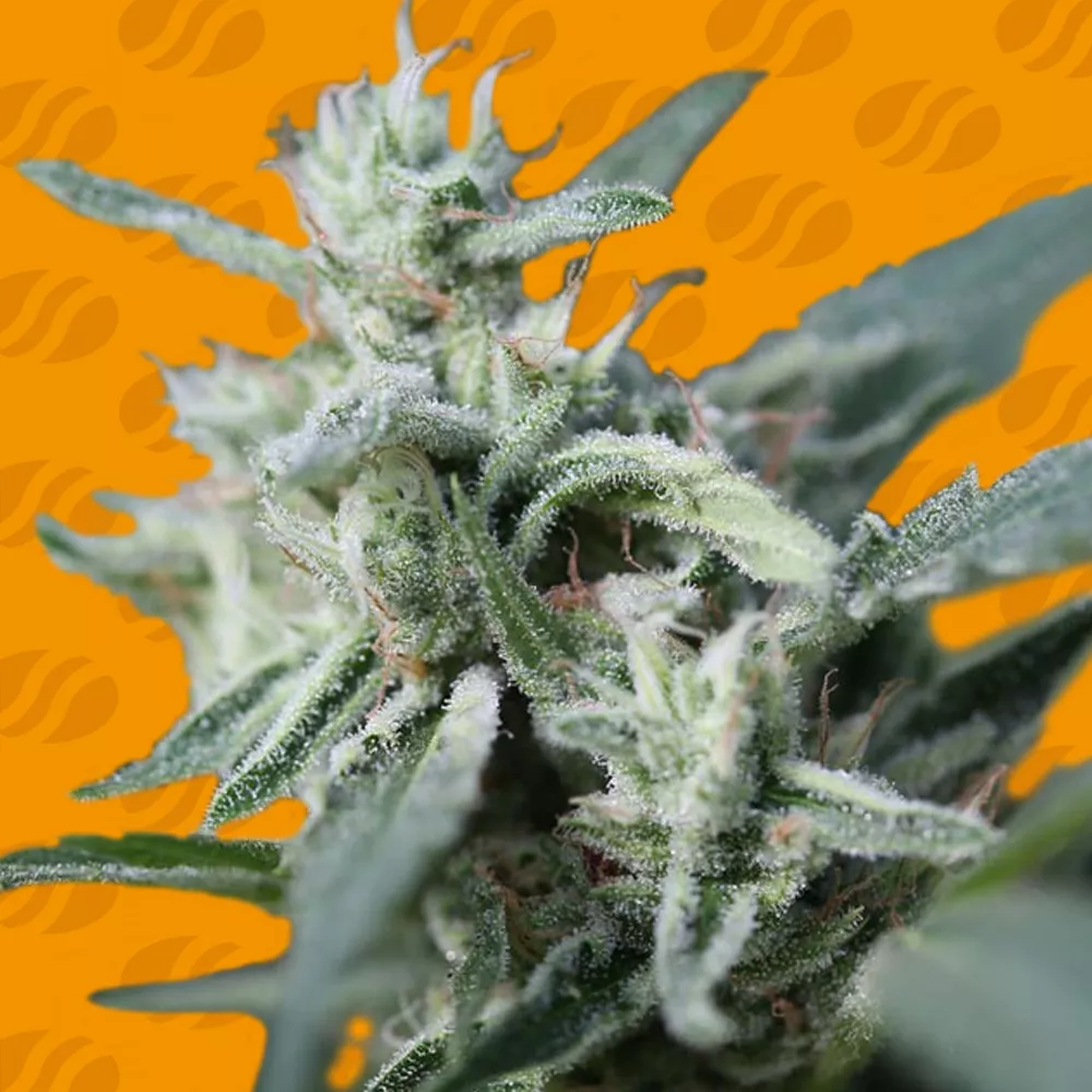 CannaFuel CBD+ Original Sensible Seeds