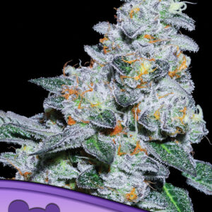 Captain Future von Anesia Seeds