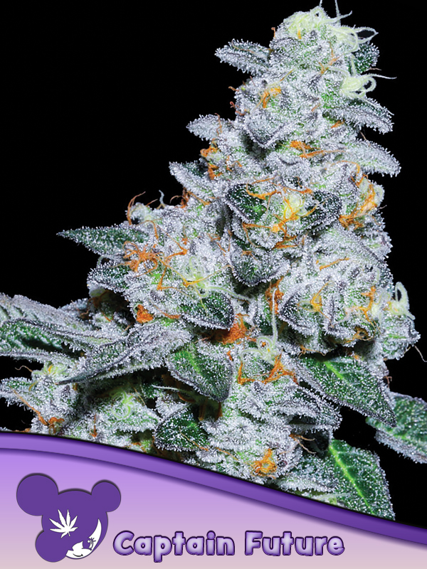 Captain Future von Anesia Seeds