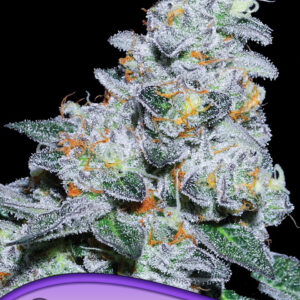 Captain Future von Anesia Seeds