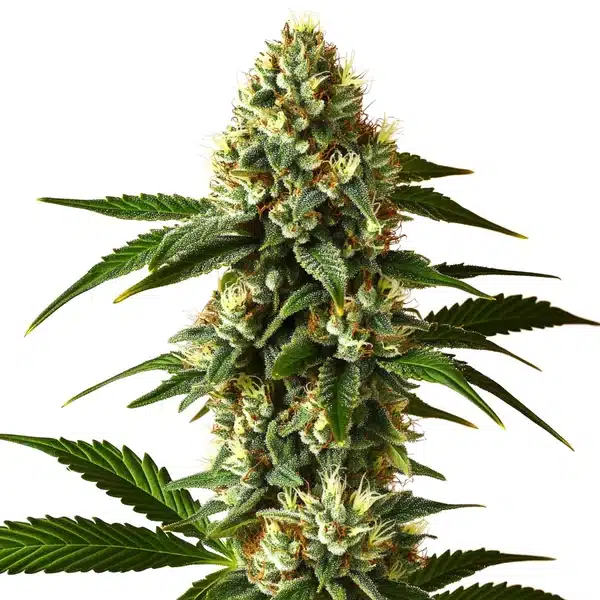 Santa Muerte FBV Blimburn Seeds