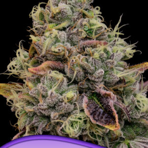 Chaos Cake von Anesia Seeds