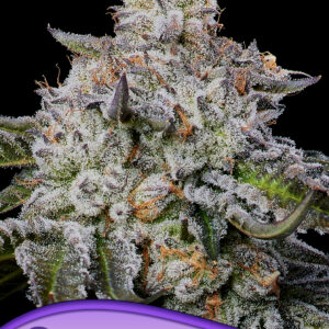 Chaos Cake Auto von Anesia Seeds