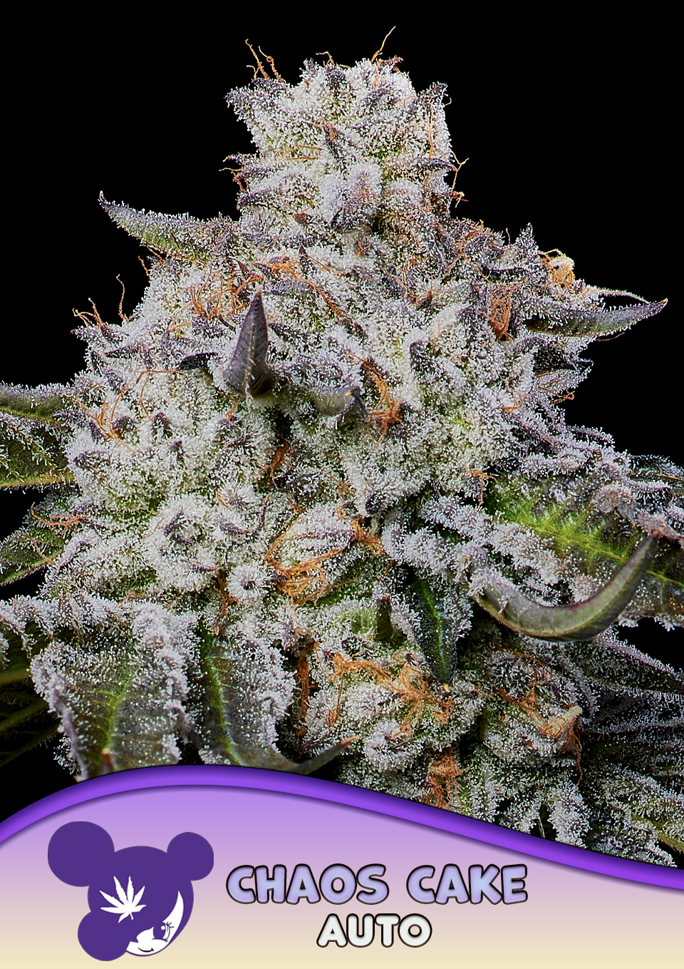 Chaos Cake Auto von Anesia Seeds