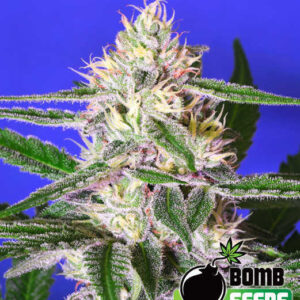 Edam Bomb von Bomb Seeds