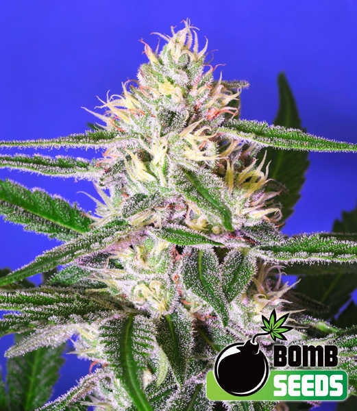 Edam Bomb von Bomb Seeds