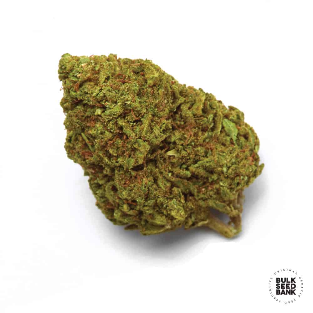 Cheese Bulk Seed Bank