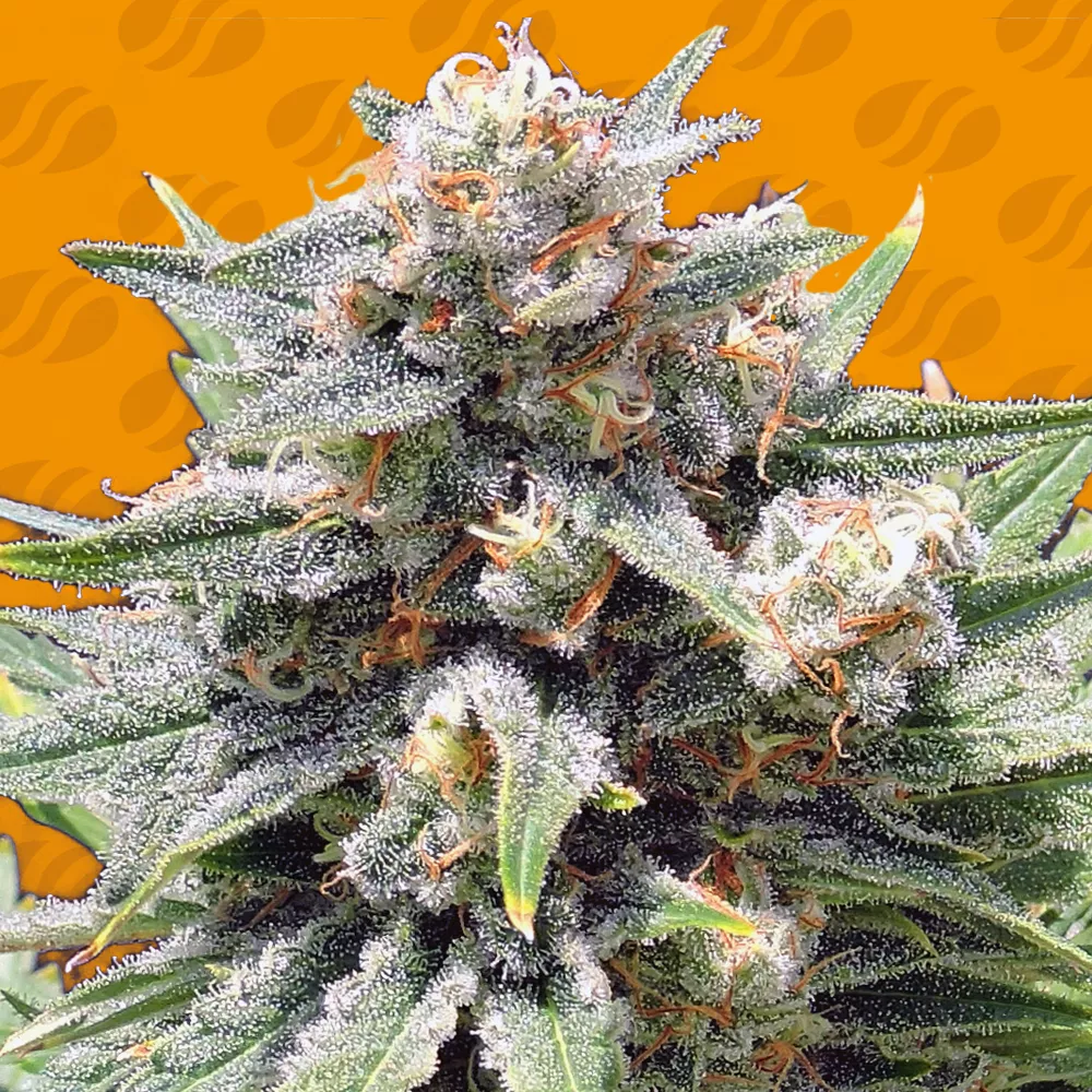 Cheese XXL Original Sensible Seeds
